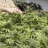 Manovra: Cannabis legale, Pd e Lega votano no. Maggioranza divisa su Airbnb