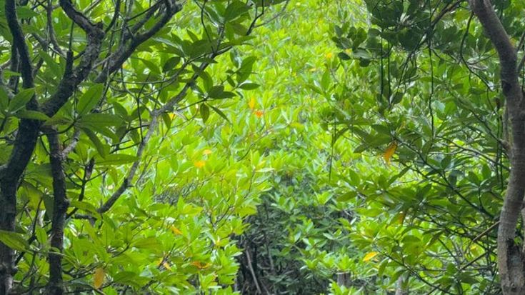 Le foreste di Mundys per catturare il carbonio: nuova società per il Sud del mondo