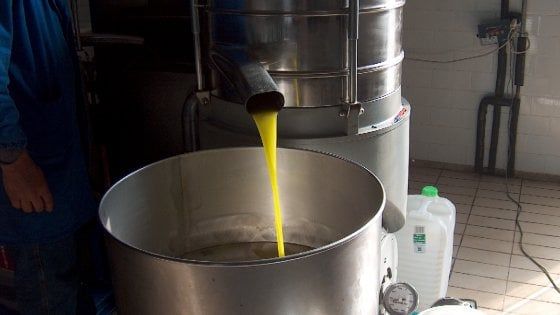 Olio extravergine, 15mila litri sequestrati nei frantoi di Bari e Brindisi: non si conosce l'origine