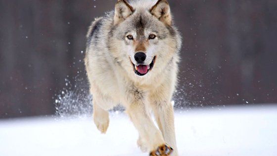 Lupi in pericolo: il Wwf dedica a loro la Giornata mondiale della fauna selvatica