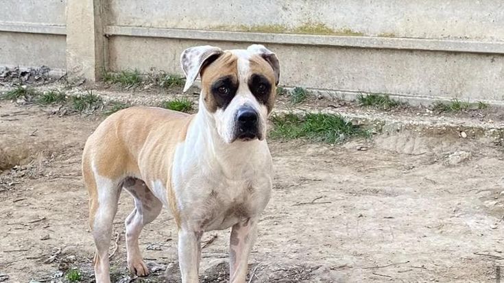 Cani “detenuti in attesa di giudizio” con proprietari sfrattati o arrestati: il Comune nei guai