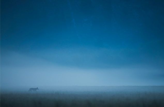 Fotografia, ecco le immagini più belle del concorso sui Parchi nazionali