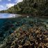 La resilienza dei coralli: 166 mila chilometri quadrati a prova di climate change