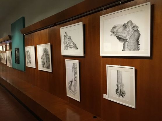 "Biophilia", gli animali di carta di Arianna Fioratti Loreto in mostra alla Specola