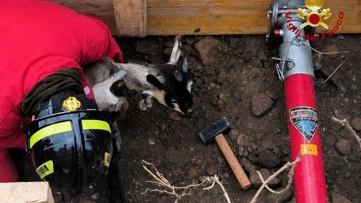 Capretta incastrata in un tubo a Leno (Brescia): l’intervento dei vigili del fuoco per liberarla