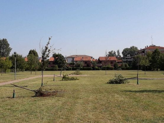 Parma, alberi abbattuti nel parco: ennesimo atto vandalico - Foto 