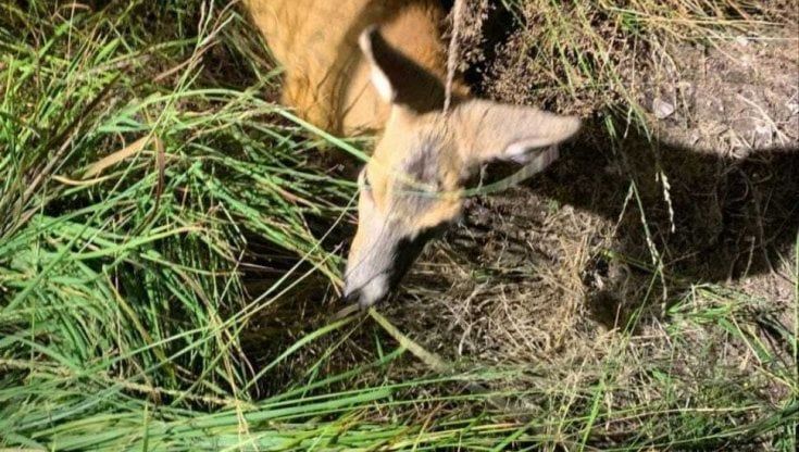 Capriolo intrappolato nella rete della pista da sci baby del Mottarone
