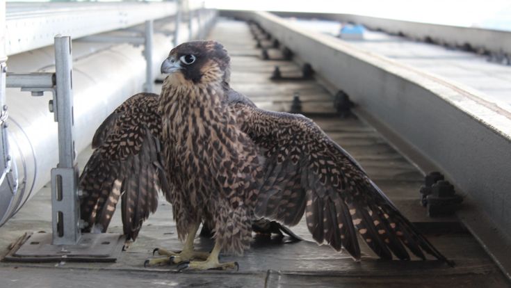Un nido sui grattacieli: falchi e sparvieri padroni del cielo di Milano