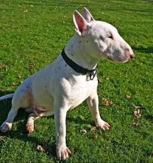 Azzannata dal cane di un parente<br />muore anziana nel Frusinate