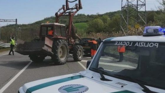 Carcasse di animali lungo le strade del Parmense: come attivare il recupero 