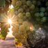 Sun-kissed grapes