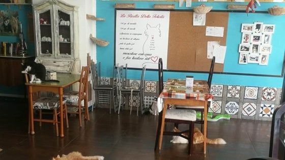 Palermo, la caffetteria dei gatti chiede aiuto per ripartire: “Solo sei tavoli, è difficile”