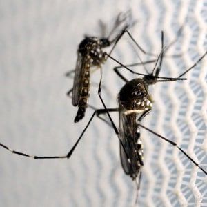 Florida, 4 casi di Zika causati da zanzare 'autoctone': Usa in allarme