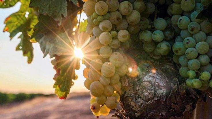 Chicchi di sole