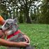 I consigli per il cane runner: dai comandi allo stretching