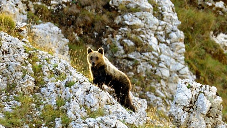 Convivere con l’orso? Si può e fa bene anche all’economia