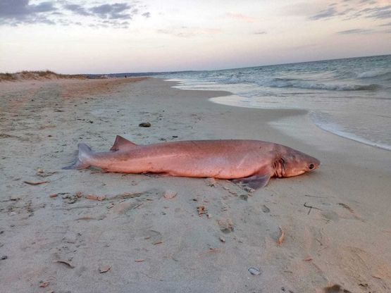 Uno squalo rosa nel Salento: il ritrovamento in spiaggia a Torre Pali
