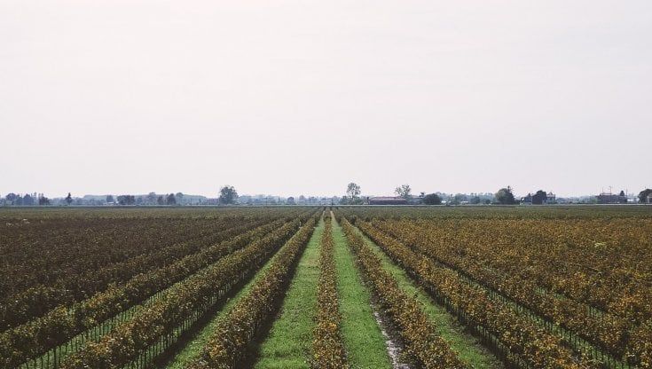 Botter Wines: nel 2020 ricavi saliti a 230 milioni di euro