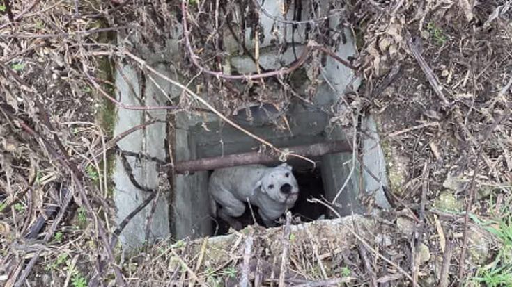 Cane di grossa taglia finisce in un fosso di tre metri: salvato dai vigili del fuoco