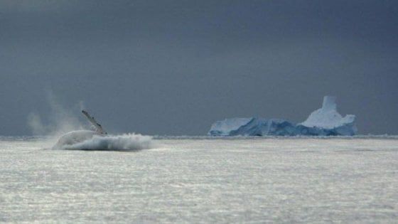 Le prime balene avevano i denti ed erano feroci predatrici