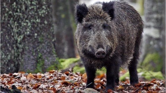 Toscana, dall'inizio delle legge uccisi 215.575 ungulati