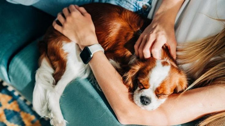 Animali domestici, crescono i costi tra alimenti e cure veterinarie