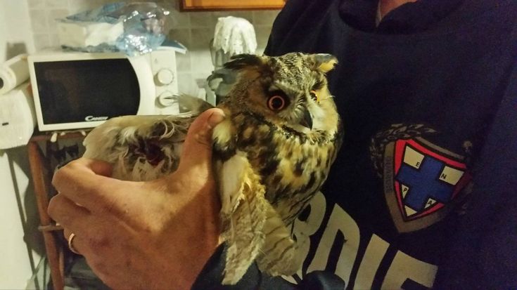 Ischia, gufo impallinato dai bracconieri