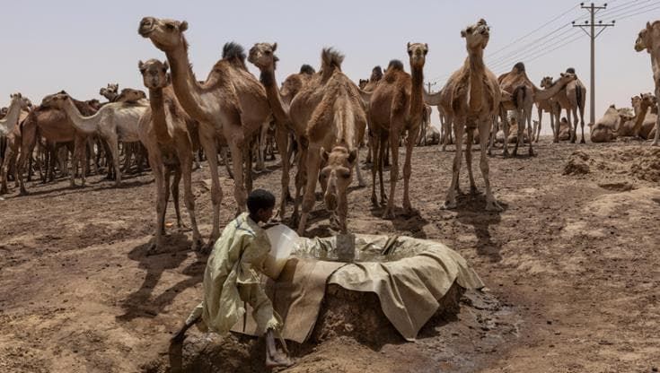 Il deserto è diventato troppo caldo anche per i cammelli