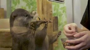 Giappone: "Animal cafè" sotto osservazione per il rischio sicurezza e igiene