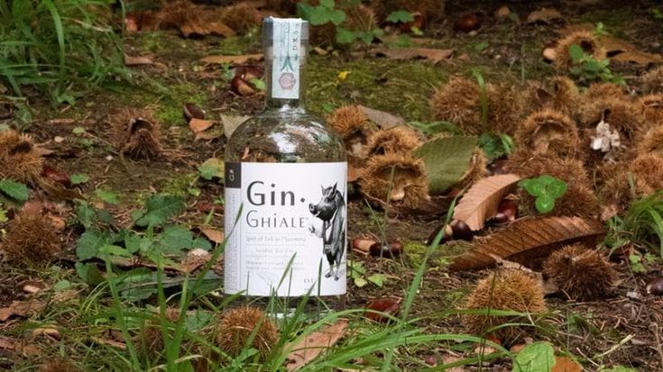 Gin.Ghiale il “prodotto di macchia” che arriva dalla Maremma