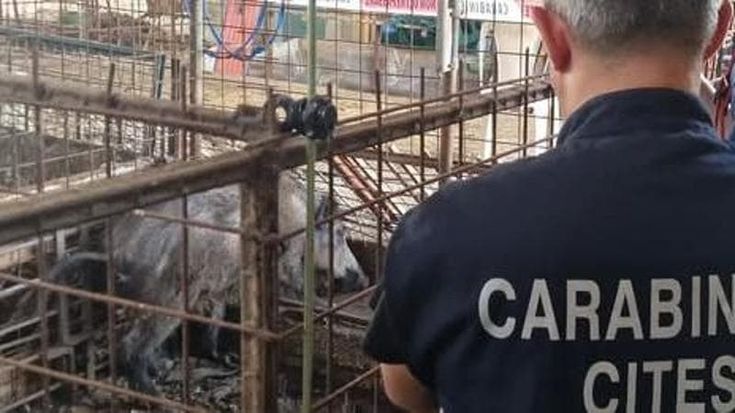 Sfattoria degli Ultimi, la denuncia: “Animali senza cibo e cure, Regione inadempiente”