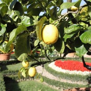 Arance e limoni senza tracciabilità: 12 sanzioni a Siracusa