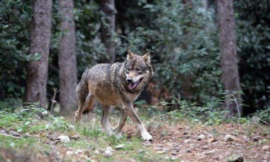 "No alla caccia al lupo in Liguria": M5S contro Lega