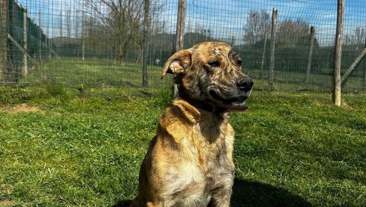 Salvati pochi giorni fa cinque cuccioli e una mamma sono in cerca di casa
