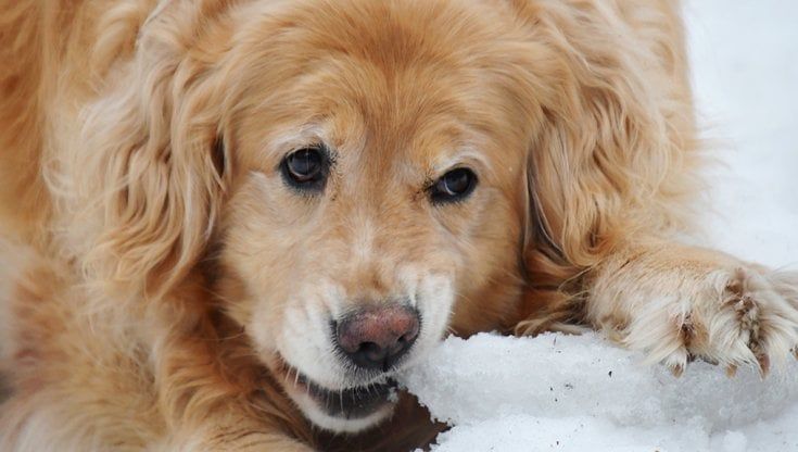 Bonus stoppato, si punta sulla riduzione dell'Iva sul veterinario: gli animali domestici tra le proposte di modifica della manovra