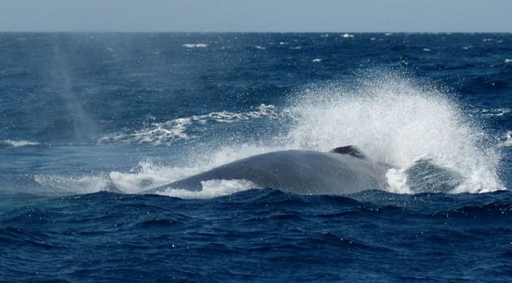 WWF, quanta vita nel Santuario Pelagos del Mediterraneo