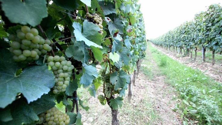 La vendemmia cerca manodopera: “Vanno all’estero per gli sconti fiscali”