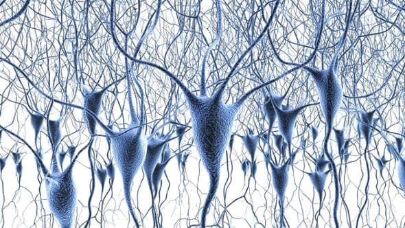 Una mappa rivoluzionaria dell’attività genica del cervello umano fornisce indizi su otto disturbi cerebrali