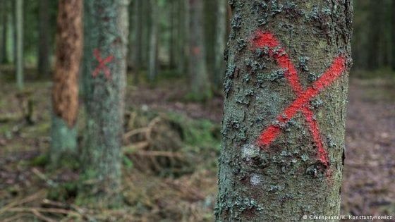 Alberi abbattuti nella più antica foresta d'Europa. Proteste degli ambientalisti