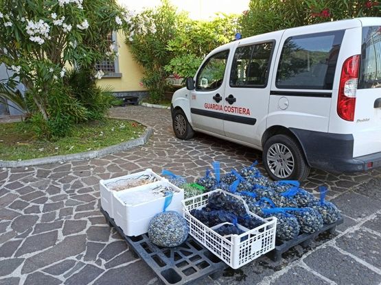 Vongole al veleno alla foce del Sarno, scattano i sequestri e le denunce della guardia costiera