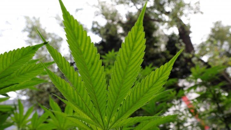 Cannabis terapeutica, poco conosciuta e ancora troppo poco prescritta