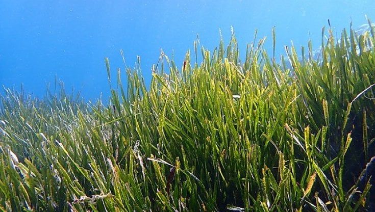 Scoperta in Australia la pianta più estesa del mondo 