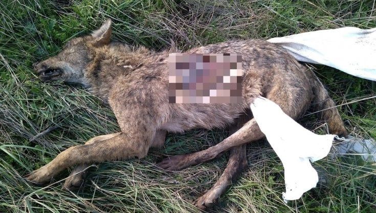 Lupo inseguito e ucciso nel parco naturale: "Uno scempio". Era appena stato avviato censimento