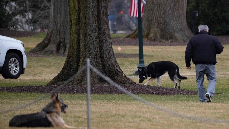 Usa, via dalla Casa Bianca i cani di Biden. "Hanno morso un agente della sicurezza"