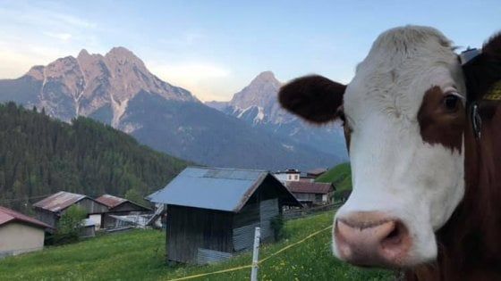 Adotta una mucca (a distanza), è boom: migliaia di richieste 