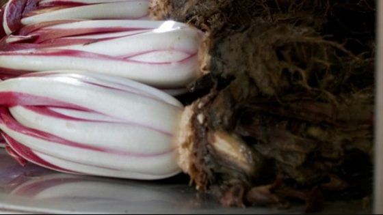 L'amara bontà del radicchio