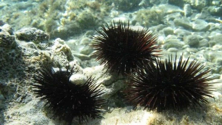 Seimila ricci di mare sequestrati alle Tremiti: sei pescatori di frodo partiti da Trani multati per 2mila euro a testa  