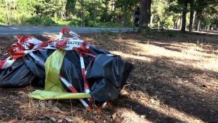 Viareggio, investe un cinghiale con l'auto, sbatte contro un albero e muore