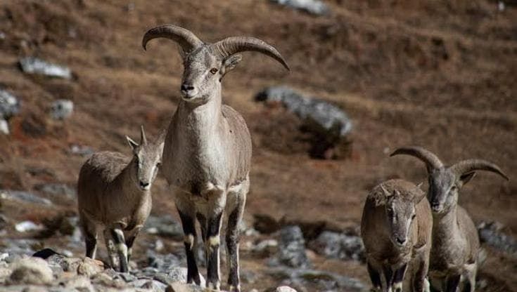 Caccia oltre confine: per il trofeo di una pecora blu gli italiani volano in Nepal