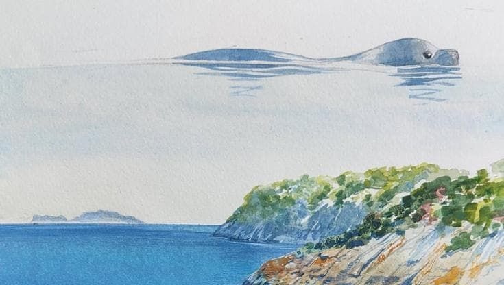 Procida, l’artista Faravelli: “Ho visto la foca monaca: non avevo smartphone, così l’ho disegnata”